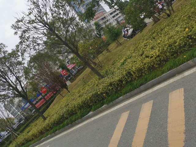 人民医院绿化工程